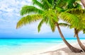 Coconut Palm trees on white sandy beach in Saona island, Dominican Republic Royalty Free Stock Photo