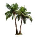 Coconut palm,Twin coconut trees, isolated white background