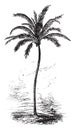 Coconut Palm vintage illustration