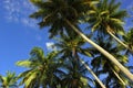 Coconut Palms Royalty Free Stock Photo