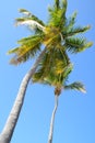 Coconut palms Royalty Free Stock Photo