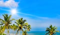 Coconut palms against a tropical beach, ocean and blue sky Royalty Free Stock Photo