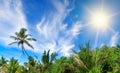 Coconut palms against the background of the sky and sun Royalty Free Stock Photo