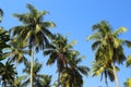 Coconut palms against blue sky Royalty Free Stock Photo