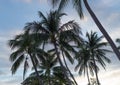 Coconut palms against the blue sky at dusk, exotic background tropical trees Royalty Free Stock Photo