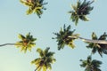 Coconut palms against the blue sky.