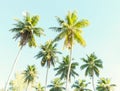 Coconut palms against the blue sky.