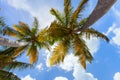 Coconut palms against blue sky Royalty Free Stock Photo