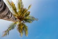 Coconut palms against blue sky Royalty Free Stock Photo