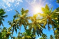 Coconut palms against the blue sky in the sun. Travel and vacation concept Royalty Free Stock Photo