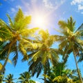 Coconut palms against the blue sky in the sun. Travel and vacation concept Royalty Free Stock Photo