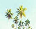 Coconut palms against the blue sky. Toned image Royalty Free Stock Photo