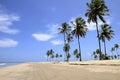 Coconut palms on the beach Royalty Free Stock Photo