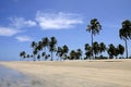Coconut palms on the beach Royalty Free Stock Photo