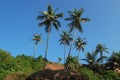 Coconut palms on the beach . Arambol, Goa Royalty Free Stock Photo