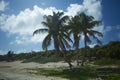 Coconut Palms on the Beach Royalty Free Stock Photo