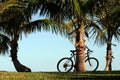 Coconut Palms and Bicycle
