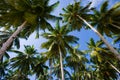 Coconut palms on blue sky background. Indonesia. Indian Ocean.