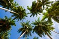 Coconut palms on blue sky background. Indonesia. Indian Ocean.