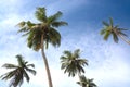 Coconut palms Royalty Free Stock Photo