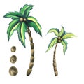 Coconut palms with coconuts in cartoon style. watercolor illustration. Isolated objects from the SURFING collection. For