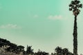 Coconut palms and forest exotic perfect nature against blue sky background Royalty Free Stock Photo