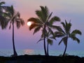 Coconut palms frame the setting sun Royalty Free Stock Photo