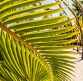 Coconut Palms Fronds On The Royal Groundso