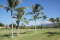 Coconut palms on golf course fairways