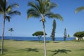 Coconut palms on golf course fairways