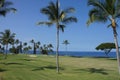 Coconut palms on golf course fairways