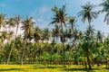 Coconut palms and green grass in tropic Royalty Free Stock Photo