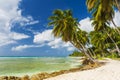 Coconut palms hanging over blue sea in Barbados Royalty Free Stock Photo