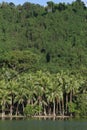 Coconut palms on jungle beach in Vanuatu