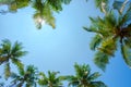 Coconut palms leafs frame over blue sky Royalty Free Stock Photo