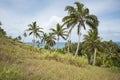 Coconut Palms and Ocean View Royalty Free Stock Photo