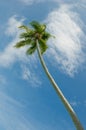 Coconut palms over blue sky background Royalty Free Stock Photo