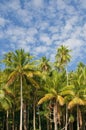 Coconut palms over blue sky background Royalty Free Stock Photo