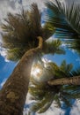 Coconut palms over blue sky background Royalty Free Stock Photo
