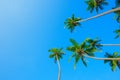 Coconut palms over blue sky with copy space Royalty Free Stock Photo