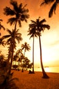 Coconut palms on sand beach in tropic on sunset