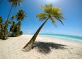 Coconut palms on the seafront of Antunes Beach in Maragogi Royalty Free Stock Photo