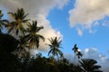 Coconut palms with the sky in the evening. Royalty Free Stock Photo