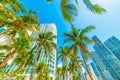 Coconut palms and skyscrapers in downtown Miami Royalty Free Stock Photo
