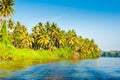 Coconut palms, Sri Lanka Royalty Free Stock Photo