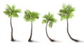 Coconut palms. Summer beach. Green plant leaves. Exotic nature. Tree trunks. Jungle flora. Rainforest greenery. Bright