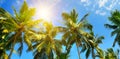 Coconut palms and sun on the blue sky . Wide photo. Travel and vacation concept Royalty Free Stock Photo