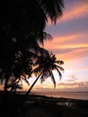 Coconut palms in the sunset Royalty Free Stock Photo