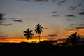 Coconut palms at sunset Mindanao Philippines Royalty Free Stock Photo