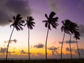 Coconut palms in the sunset Royalty Free Stock Photo